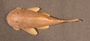 Hemiancistrus daguae FMNH 56053 1of27 dorsal